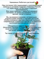 Роза Чип энд Дейл