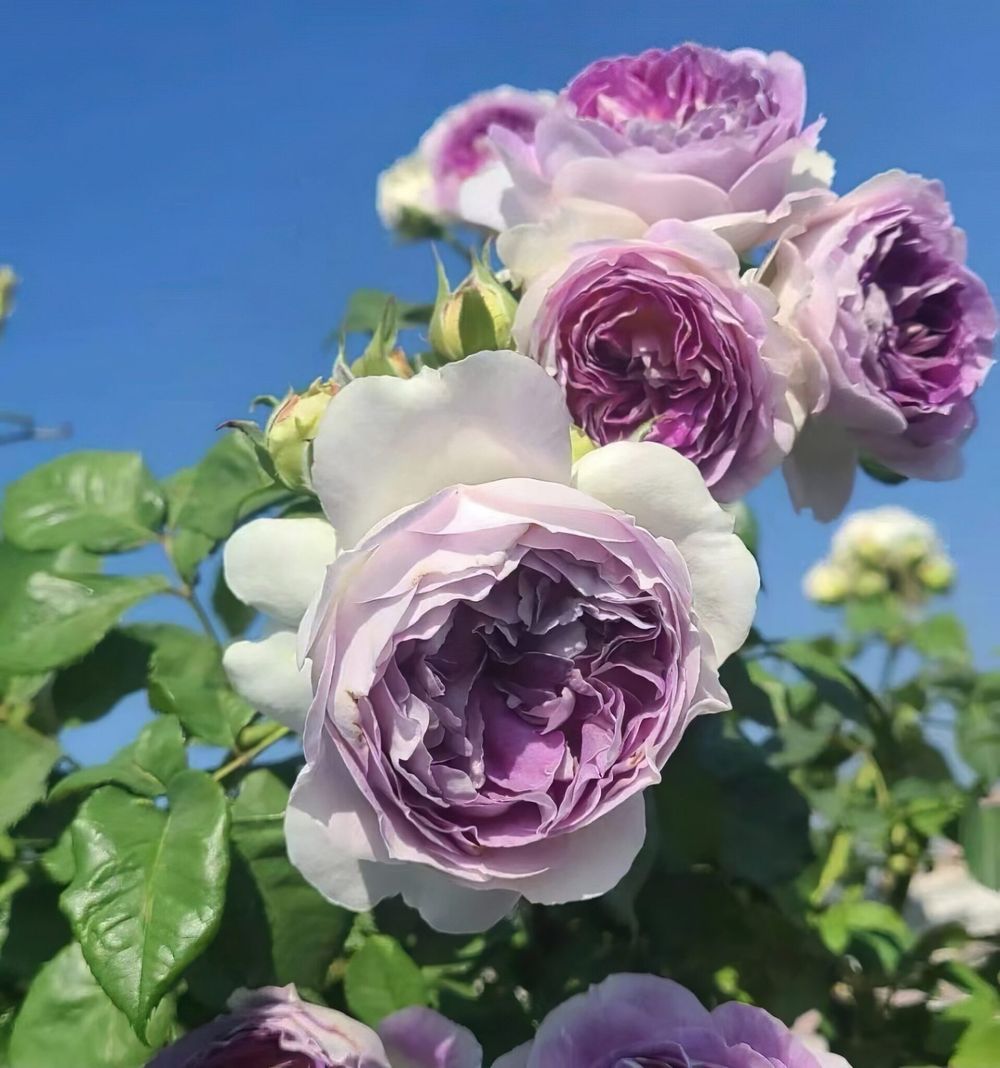 Блю Мун Стоун (Blue Moon Stone)