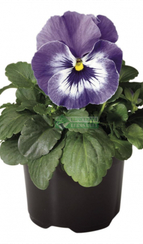 Фиалка Виттрока CELLO MARINA F1