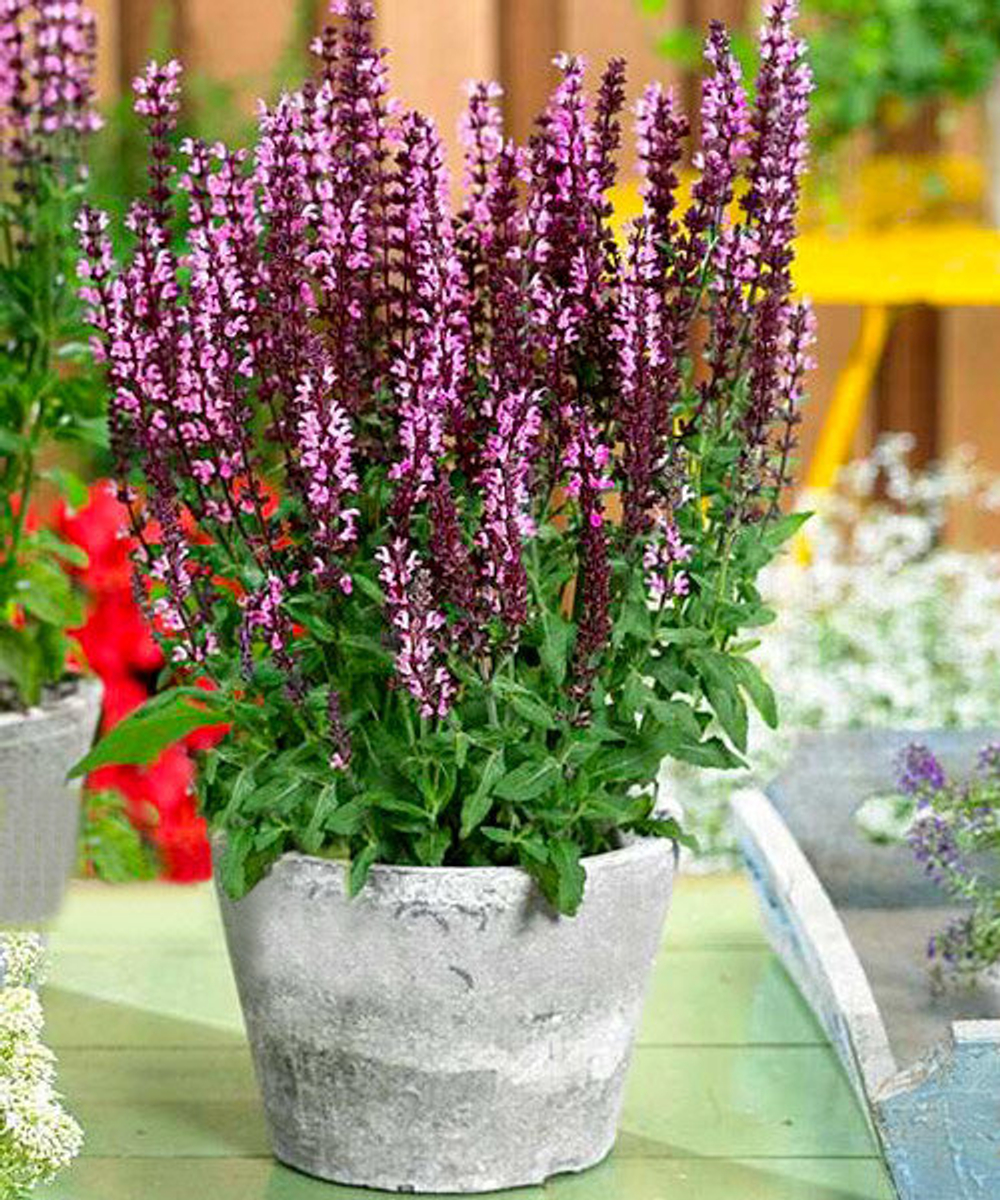 Шалфей дубравный Нью Дименшн Роуз С2