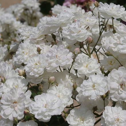 Фрэнсин Остин (Francine Austin)