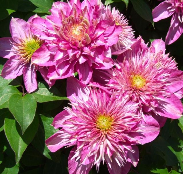 Клематисы на весну 2026