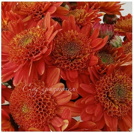 Корейская хризантема Рыжик ☘ з.14 🌿  (отгрузка Май)