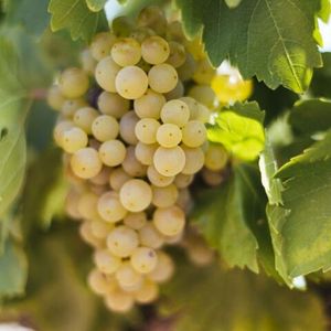 Мальвазия (Malvasia) - белый сорт винограда