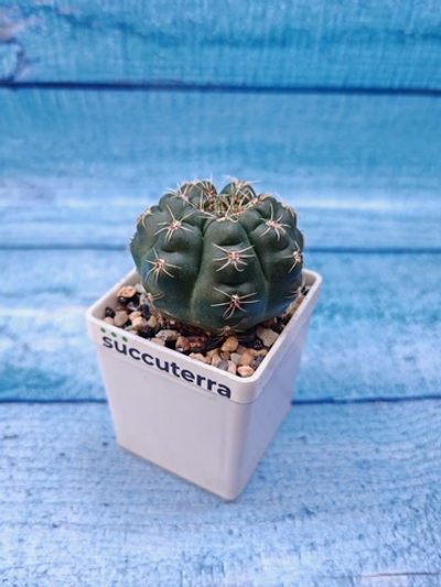 Gymnocalycium Baldianum (Гимнокалициум)