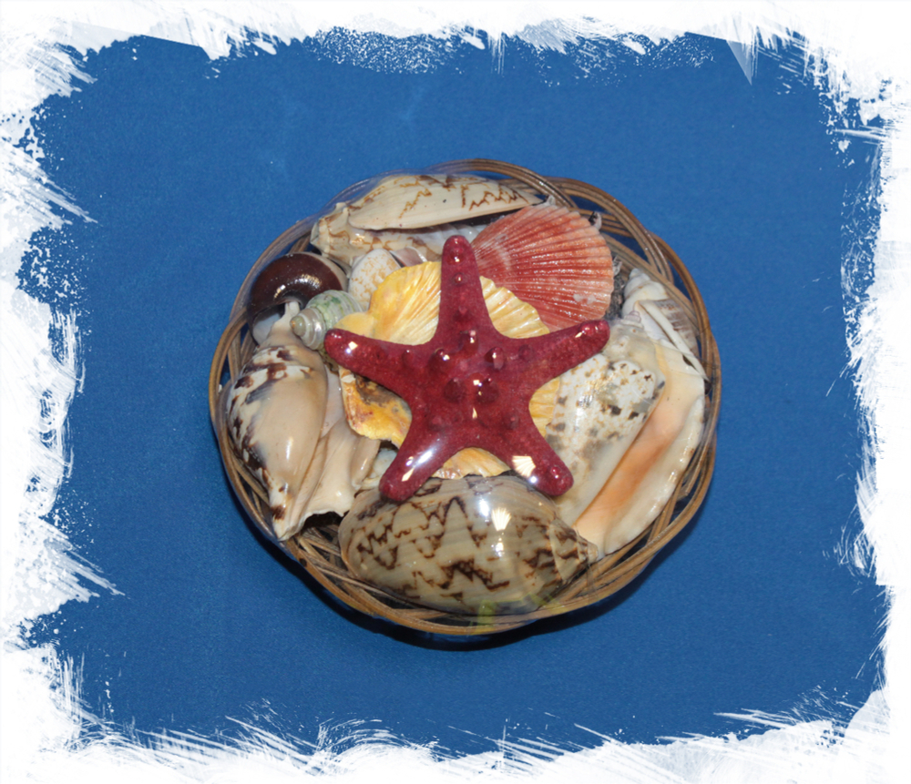 Набор ракушек с красной звездой 14 см