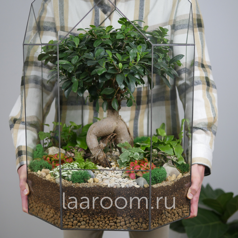 Готовый флорариум бонсай Фикус Бонсариум XXXL