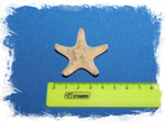 Сувенир морская звезда на магните
