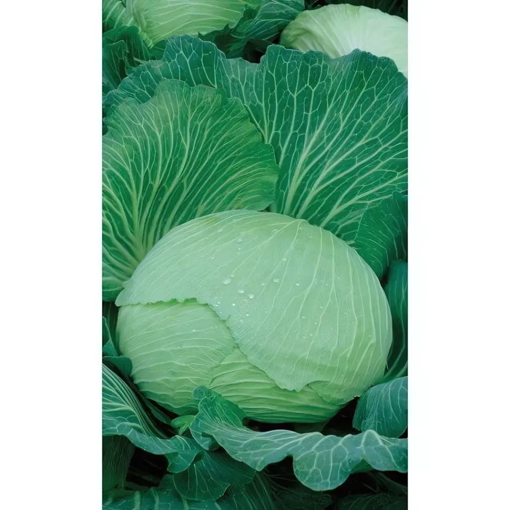 Семена Капуста белокочанная Сахарная Королева F1 0,3гр (УД) Е/П