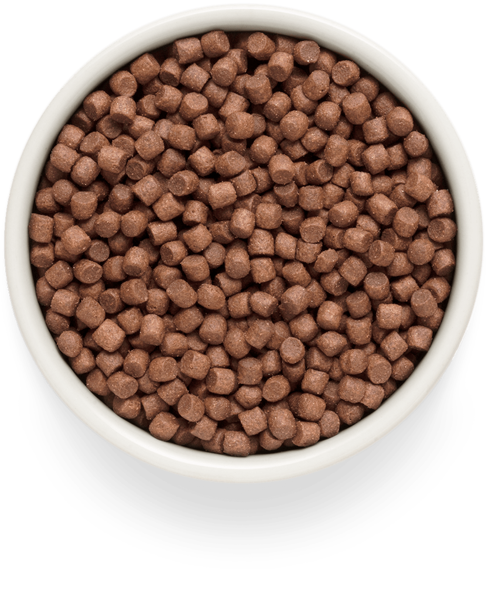 Premier dog lamb & turkey adult mini ягненка с индейкой для собак мелких пород