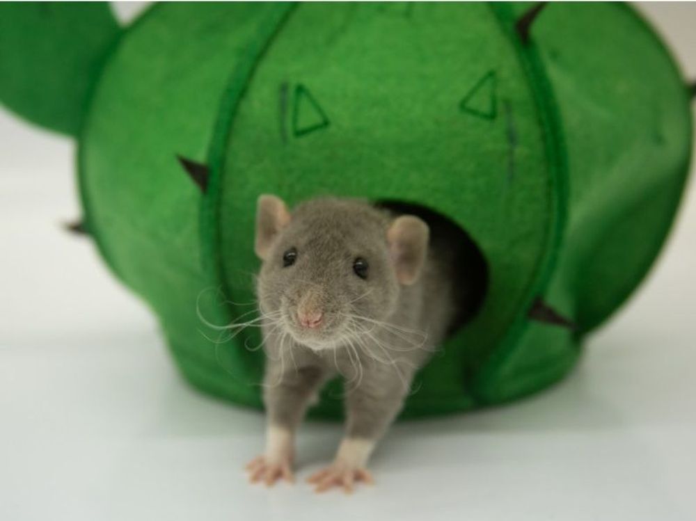 Игровой домик "Кактус" для грызунов, размер 18х18х15 см