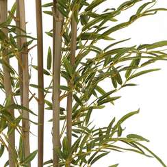 Бамбук высота 210 см, кустистый