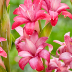 тубероза Черри (Polianthes tuberosa NCYU Cherry) — пора высаживать