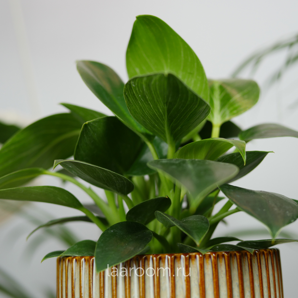 Филодендрон Биркин 12/30