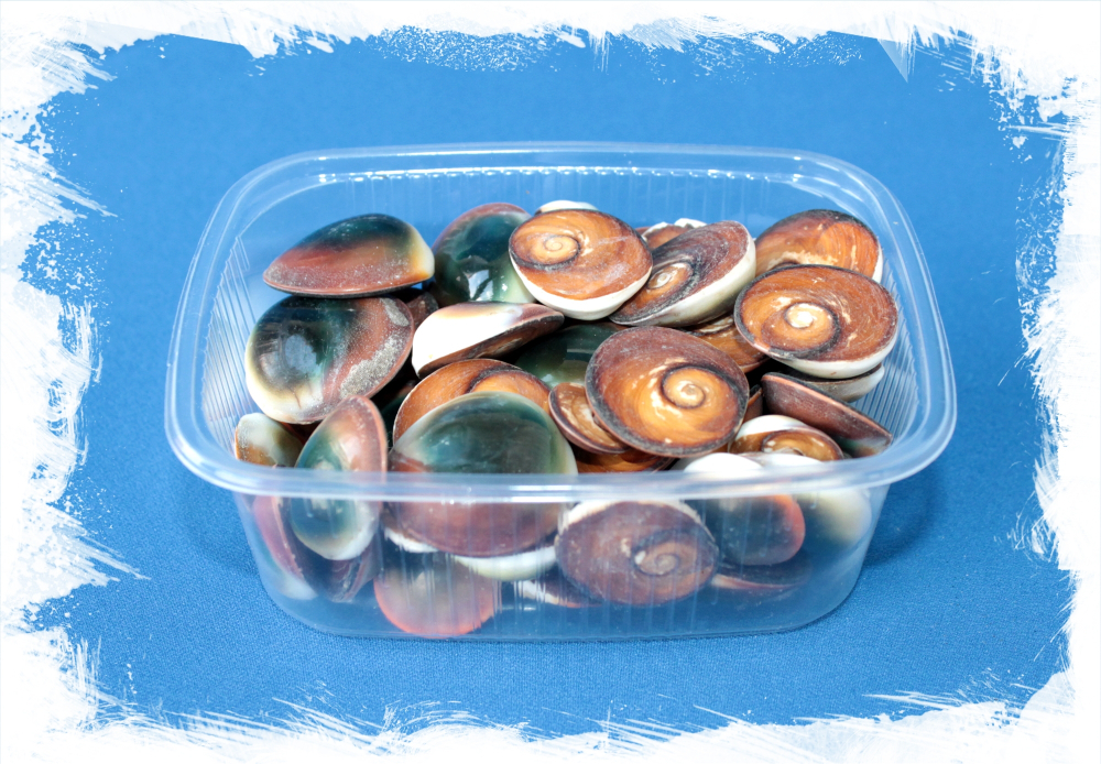 Крышечки ракушек Турбо "Кошачий глаз" (крупные), 2-3см, 100гр, 15шт