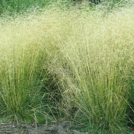 Луговик дернистый (Щучка) "Tauträger". Deschampsia cespitosa "Tauträger".