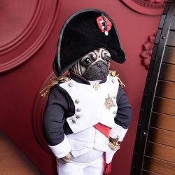 Кукла коллекционная Мопс Бонапарт