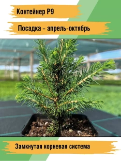 Саженец Ель канадская Коника