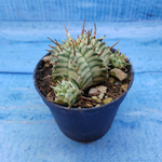 Euphorbia meloformis f. Variegated (Эуфорбия вариегатная)
