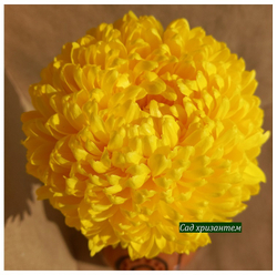 Misty Golden крупноцветковая хризантема ☘  ан 28 (временно нет в наличии)