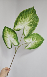 Каладиум / Арт 6338