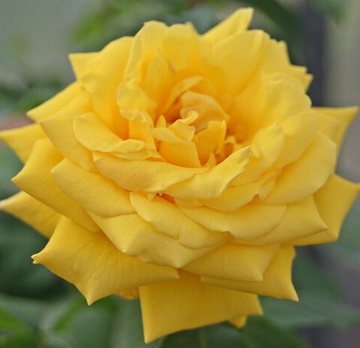 Роза плетистая Голдстерн