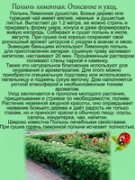 Полынь лимонная лечебная многолетняя
