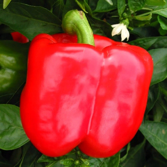 Рэд Найт F1 семена перца сладкого (Seminis /ALEXAGRO) культура – фото 2