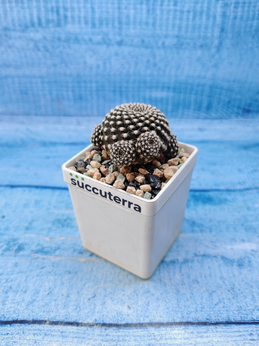 Sulcorebutia Heliosoides (Сулькоребуция)