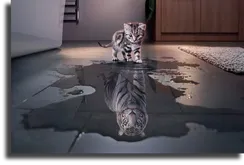 Постер "Кот в отражении"