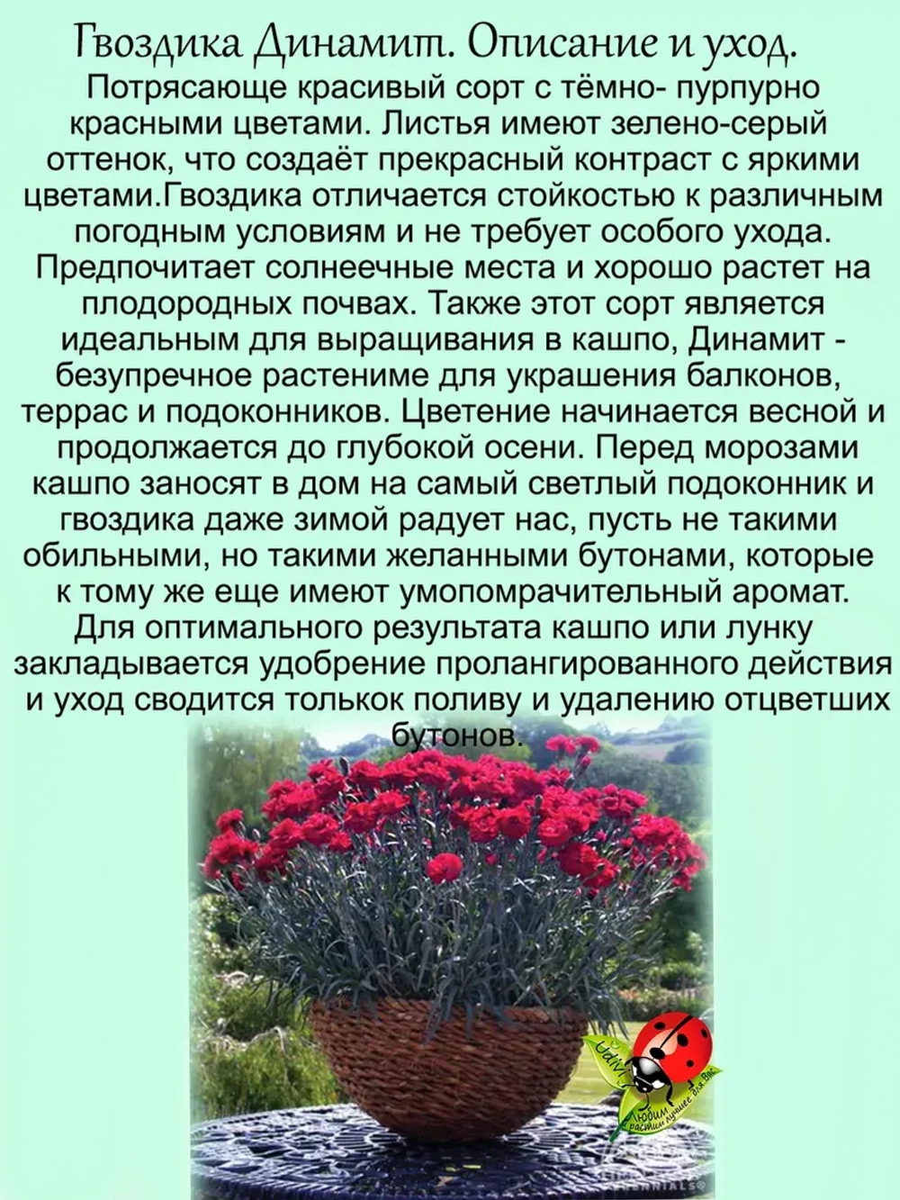 Гвоздика Динамит красно пурпурная