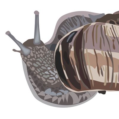 Витоградная улитка
