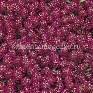 Алиссум  морской Эстер Боннет Виолет 1000 семян