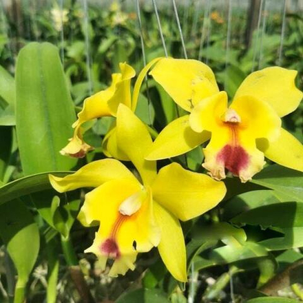 Орхидея ринхолелиокаттлея RLC. MEM. HELEN BROWN X C. LOOGTONE