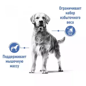 Корм для собак, Royal Canin Medium Light Weight Care, склонных к набору весу