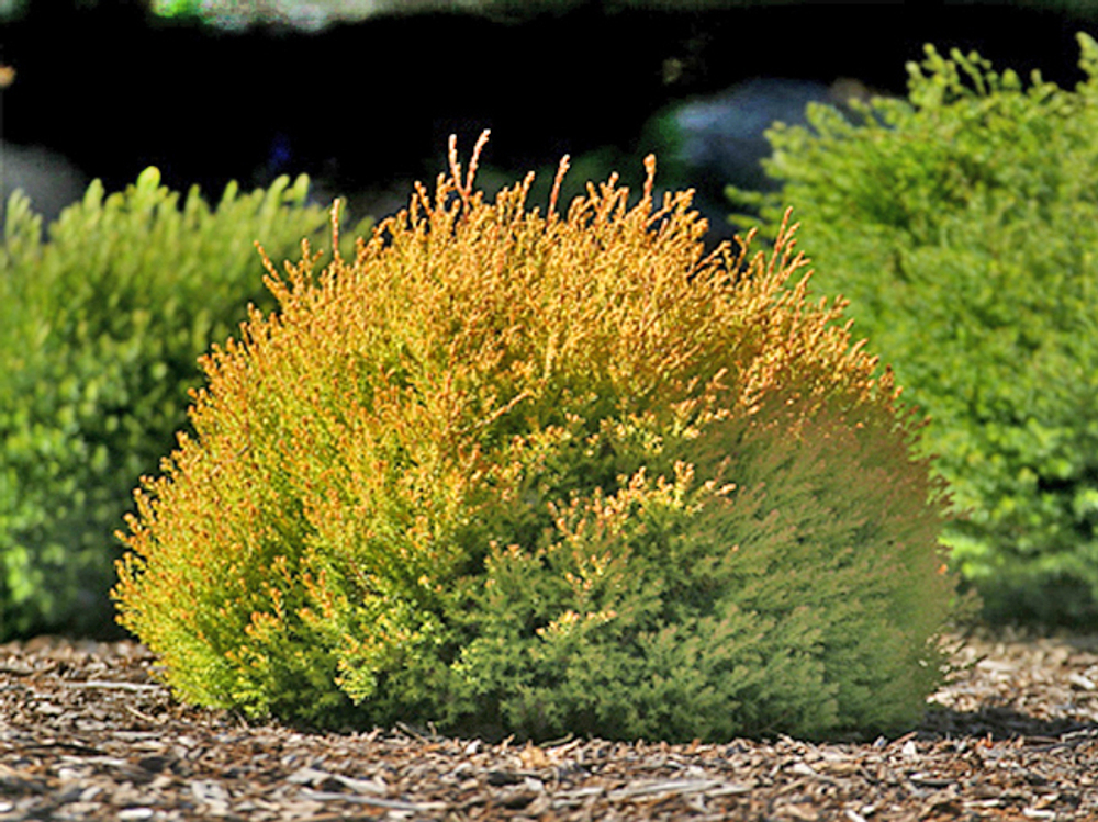 Туя западная Рейнголд Р9 15-20 см Закупка М62 апрель-май 2026