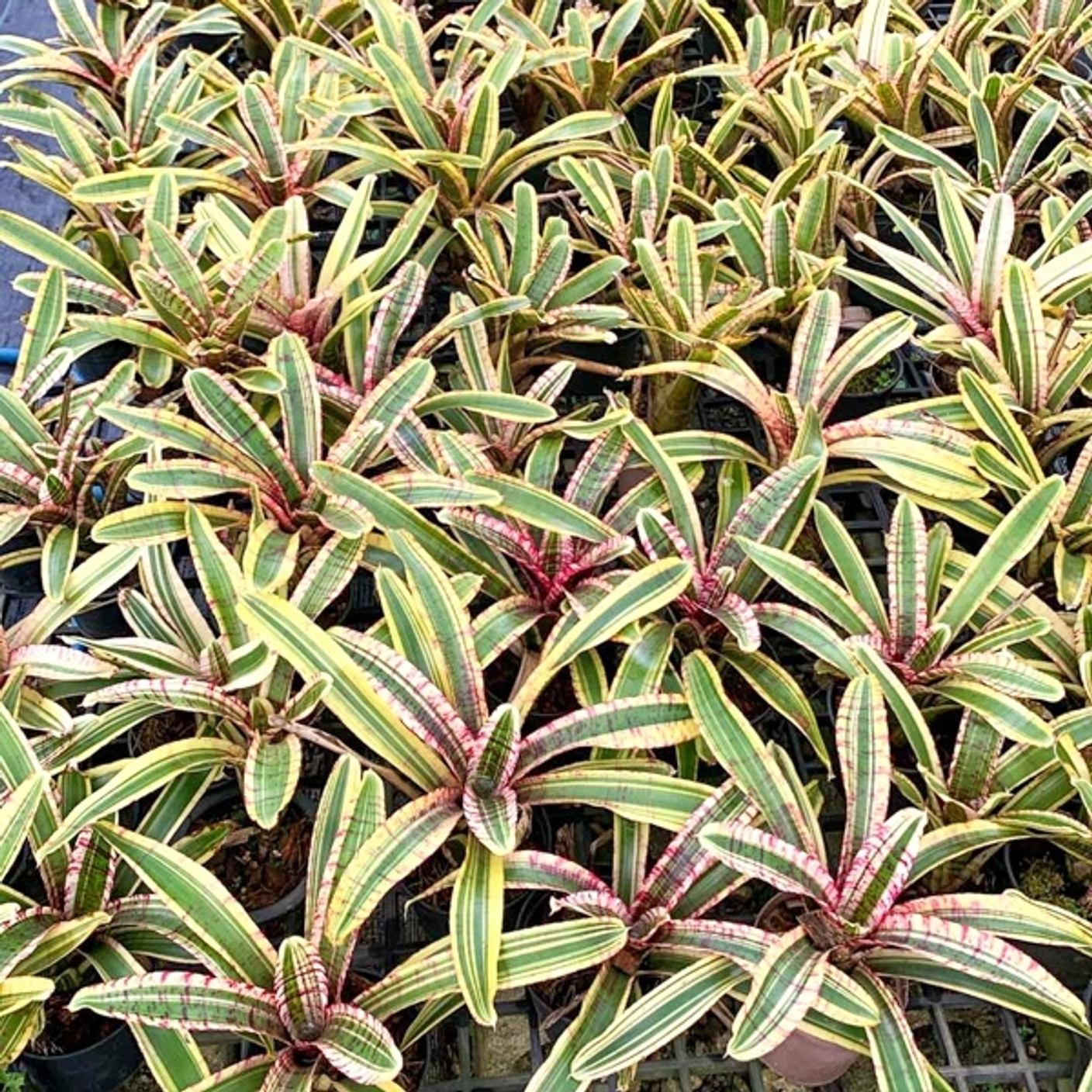 Три сорта неорегелий в предзаказе в размере мини