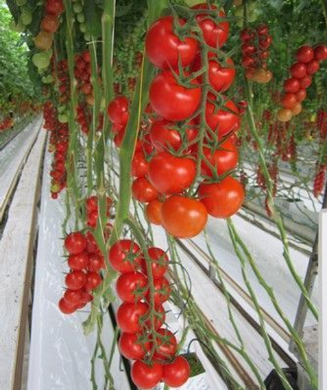 Киерано F1 семена томата индетерминантного (De Ruiter Seeds / Де Ройтер Сидс) – фото 2