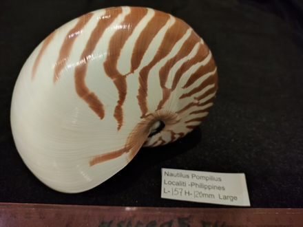 Наутилус Помпилиус "130-175мм"