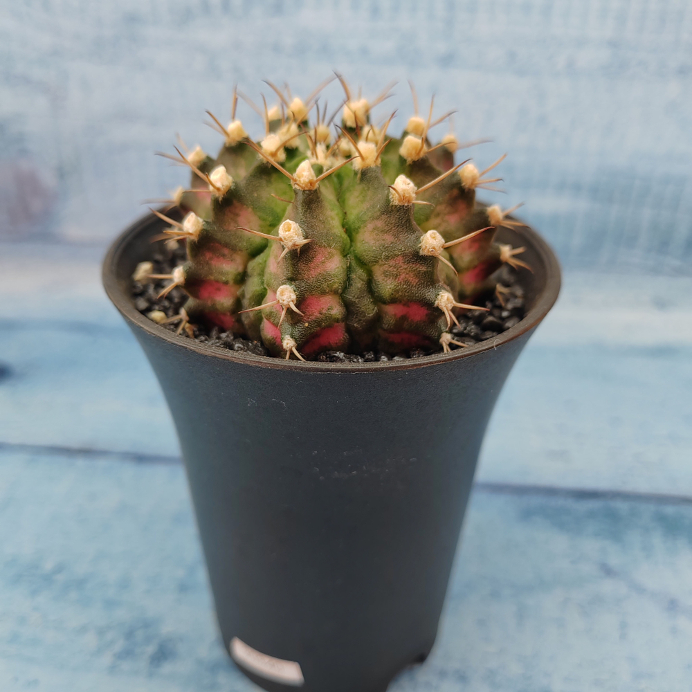 Gymnocalycium T-Rex Pink hybride (Гимнокалициум T-rex)