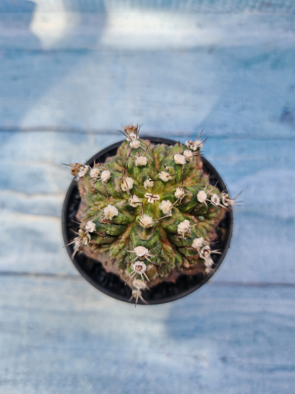 Gymnocalycium T-Rex Pink hybrid (Гимнокалициум)