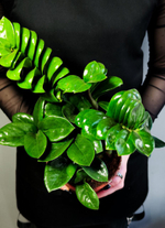 Замиокулькас Зензи D14см