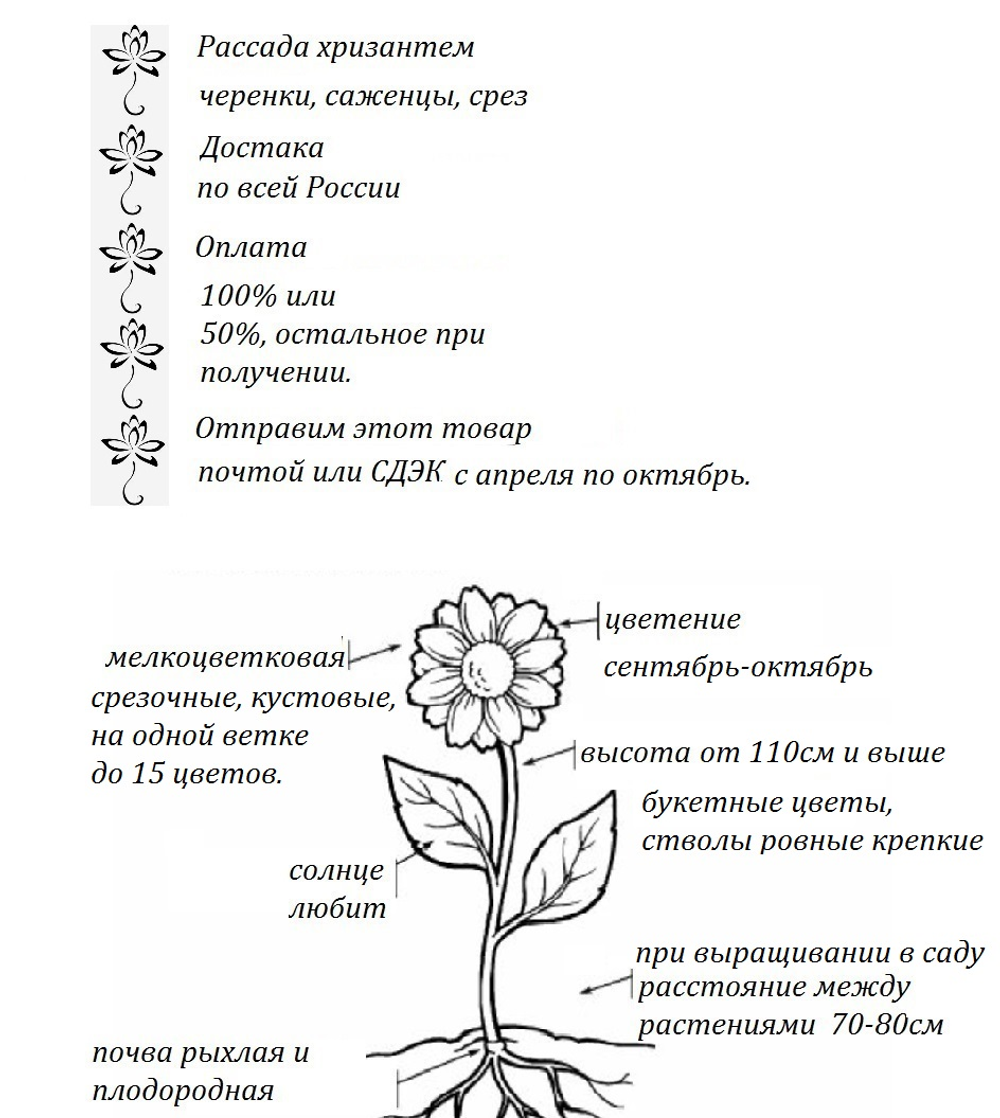 Хризантема кустовая Gabbana ☘🌻 к.50   (временно нет в наличии)