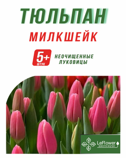 Тюльпан Луковица, Милкшейк, 5+ шт