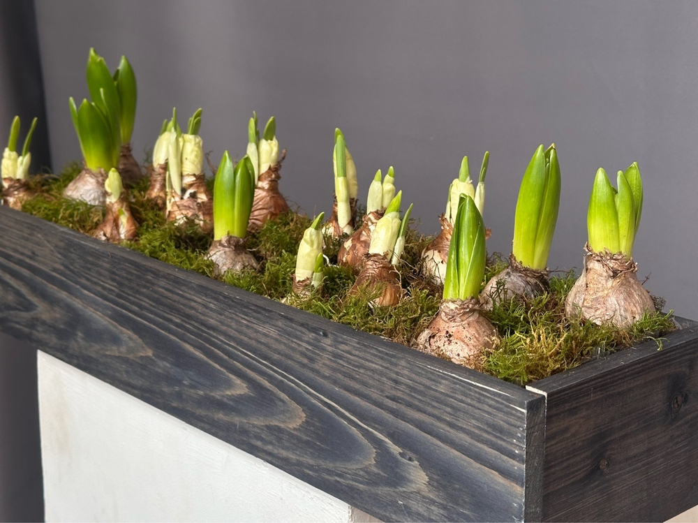 Hot garden offer #03p