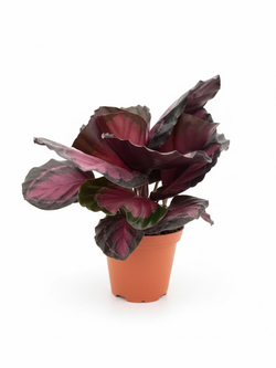 Калатея Lucky Goddess д.11