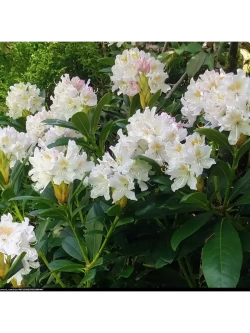 Саженец Рододендрон катевбинский Канингемс Уайт