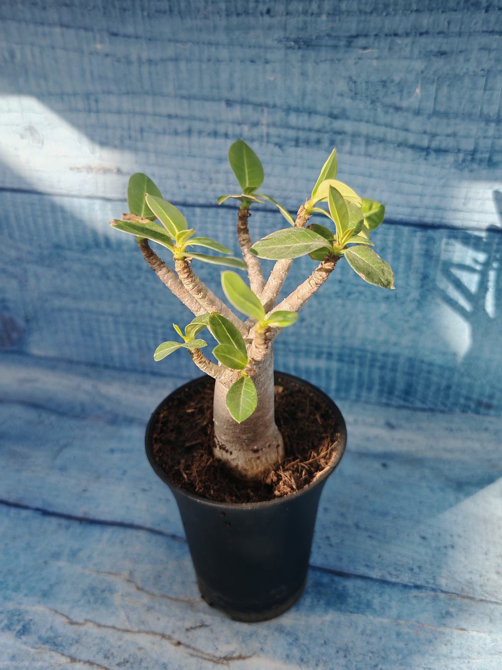 Adenium Baobab (Адениум)