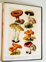 "Ботанический атлас. Описание и изображение растений Русской Флоры". Составил Н.А. Монтеверде, главный ботаник Имп. Ботанического сада Петра Первого. 1906 г. - редкая книга