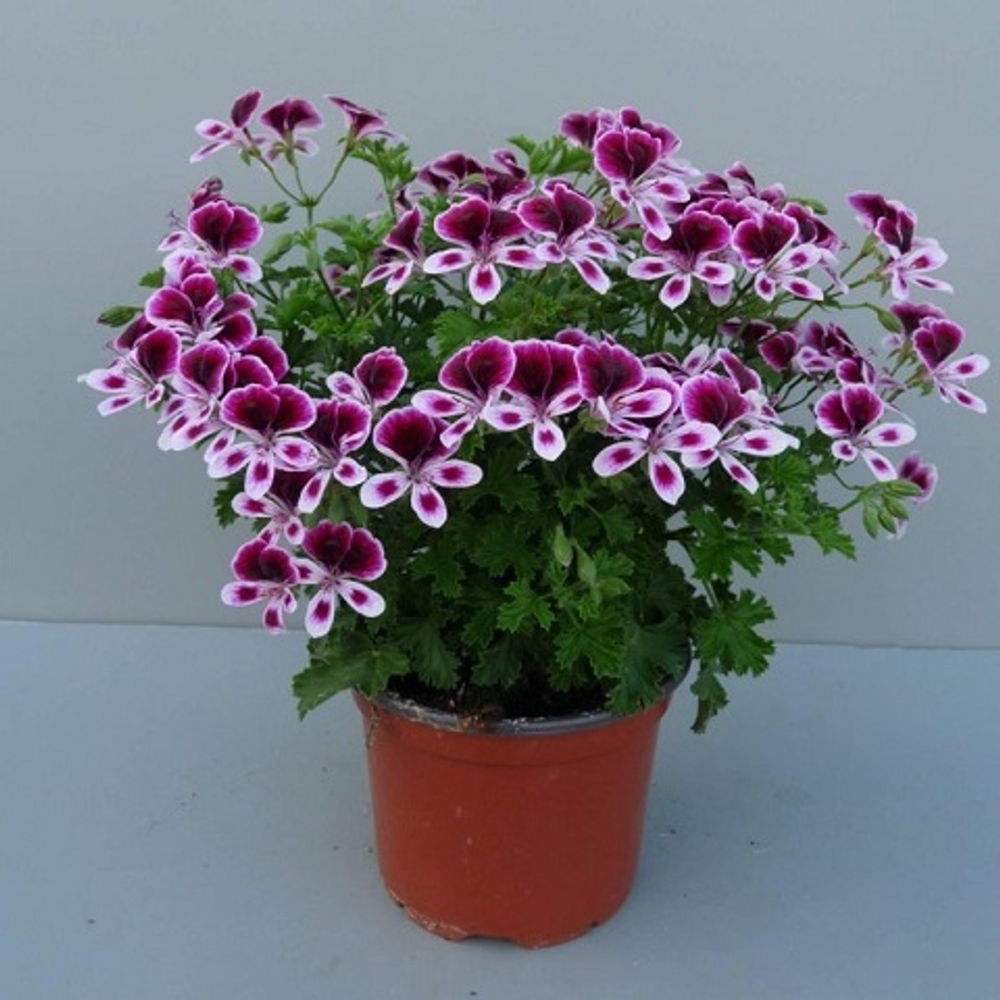 Пеларгония Angel Mosquitaway Eva с1 1шт